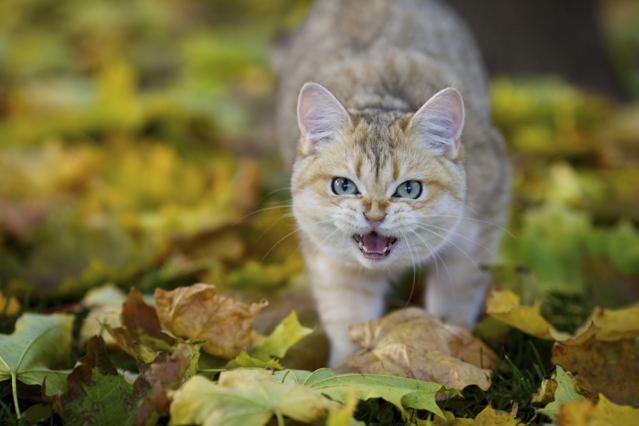 Katzenkommunikation verstehen: Laute, Blick & Körpersprache Aufmacher